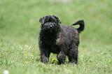 BOUVIER DES FLANDRES 343